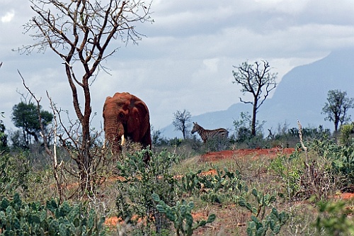 Kenia (469)